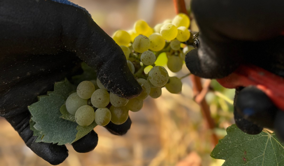Bilan des vendanges 2025 !